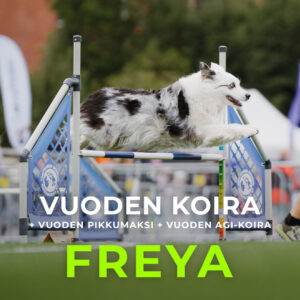 Agility Ry:n vuoden koira 2024, Freya