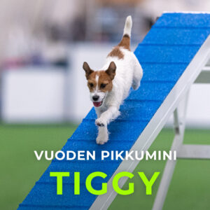 Agility Ry:n vuoden pikkumini 2024, Tiggy
