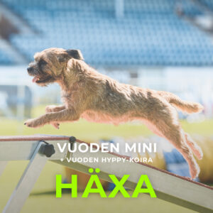 Agility Ry:n vuoden mini ja vuoden HYPPY-koira 2024, Häxa