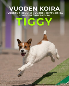 Vuoden koira 2025 Tiggy