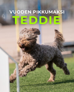 Vuoden pikkumaksi 2025 Teddie