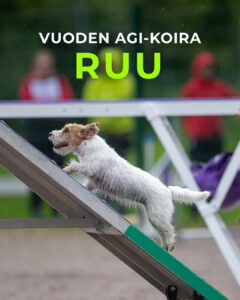 Vuoden agi-koira 2025 Ruu