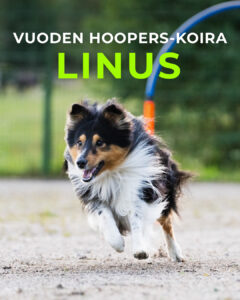 Vuoden hoopers-koira 2025 Linus